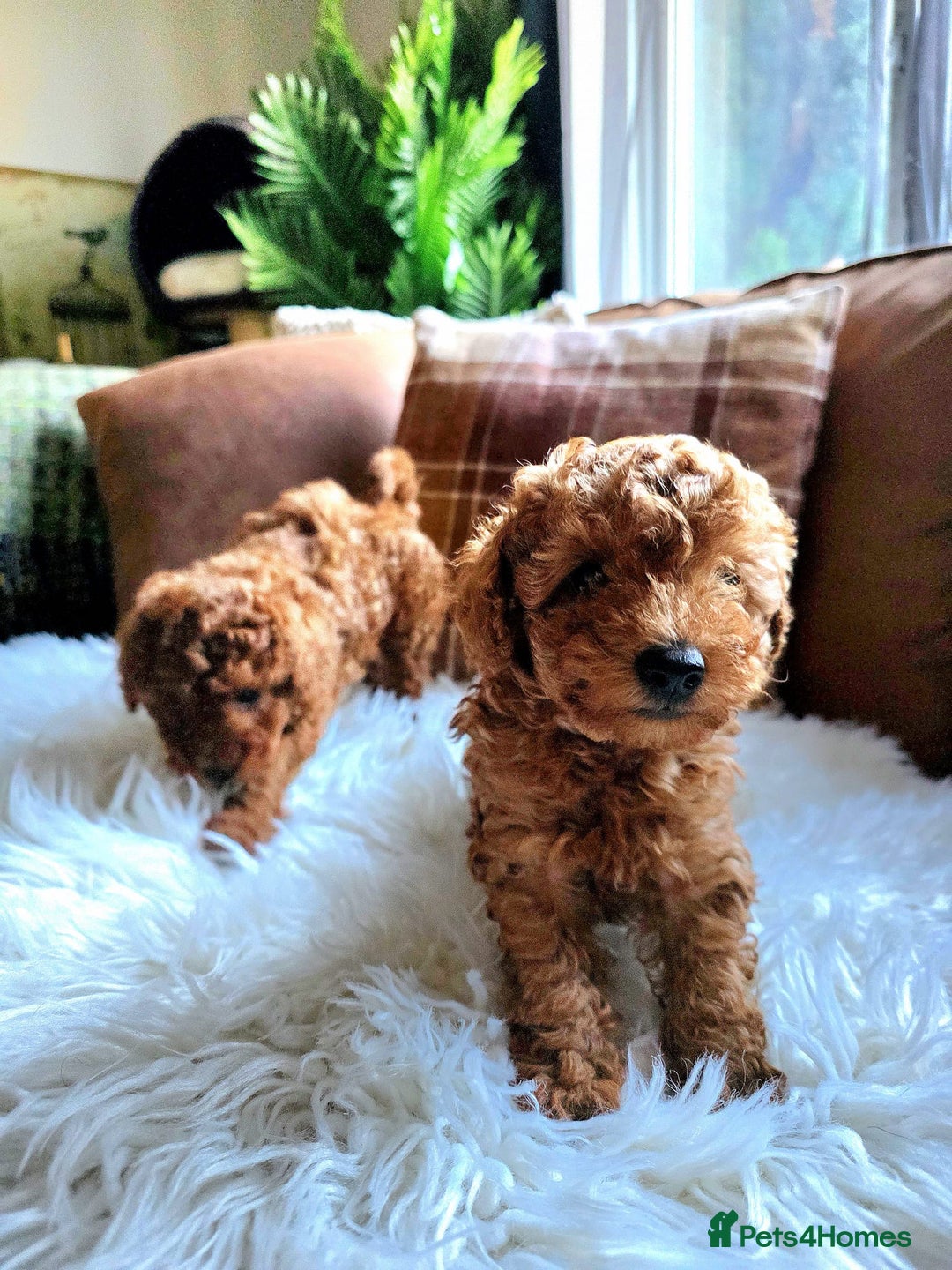 Toy Poodle dogs for sale: TINY RED KC PEDIGREE TOY POODLE PUPPIES - Advert 2