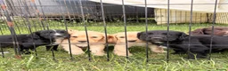 Cocker Spaniel dogs for sale: KC Registered Working Cocker Spaniel Puppies - Advert 3