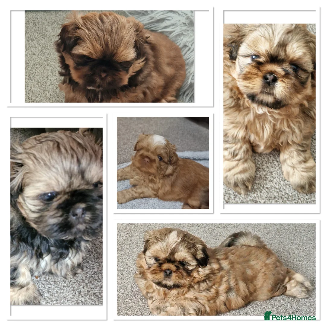 Shih Tzu dogs for stud: WAFFLES Karashishi Imperial Shihtzu for stud   in Liverpool - Advert 12