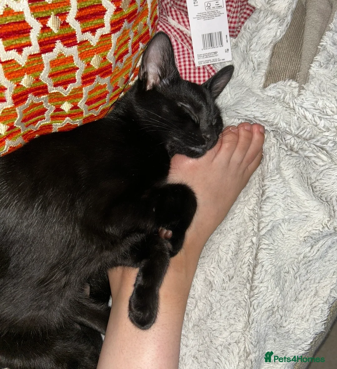 Domestic Shorthair cats for sale: Kobi - 11 month old Black Cat/Kitten for sale  - Advert 4