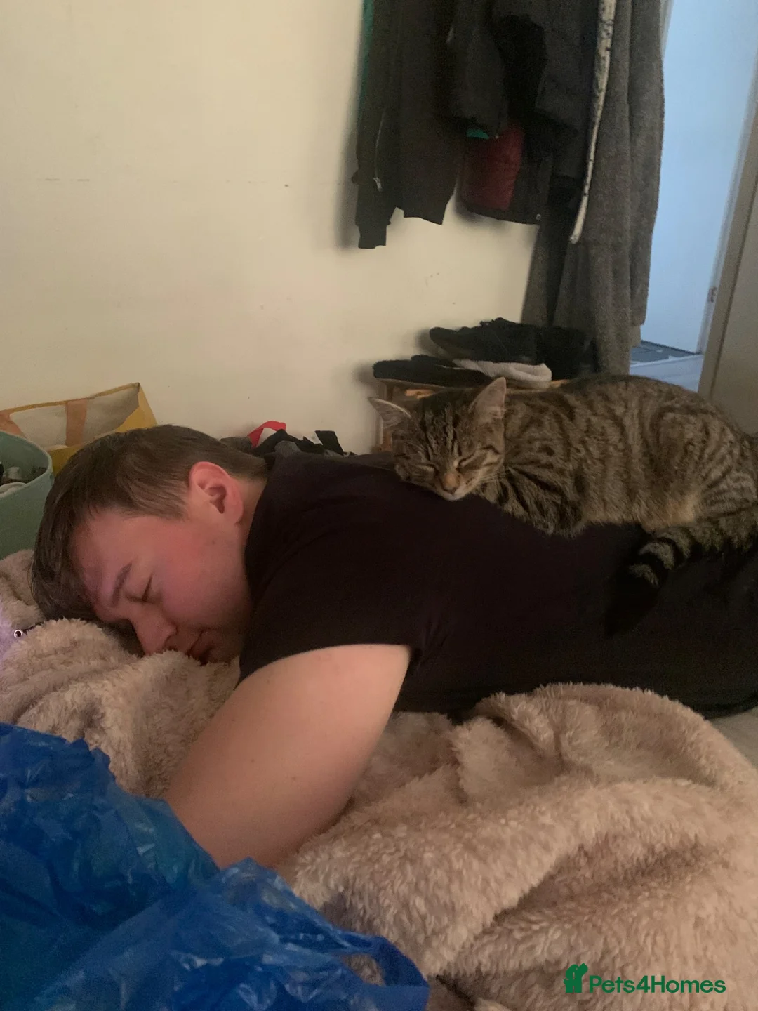 Mixed Breed cats for sale: Cat needs rehoming  in Liverpool - Advert 2