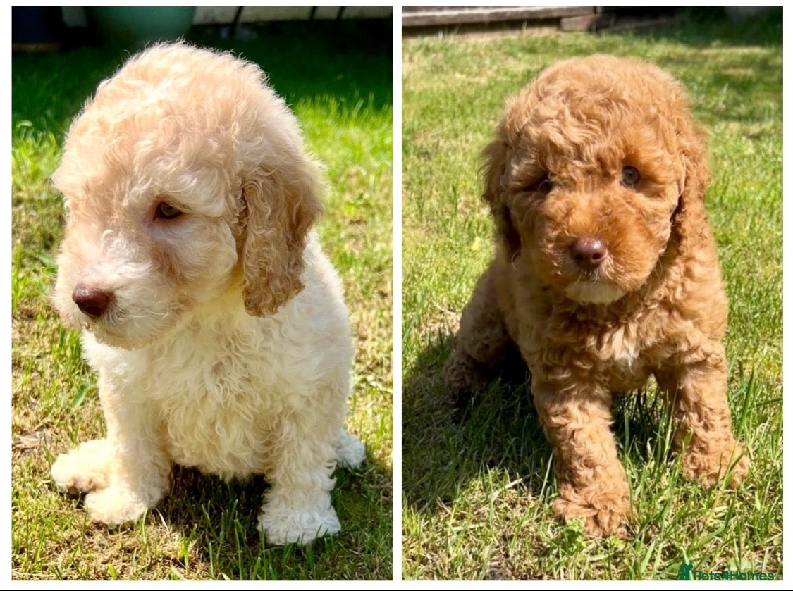 Labradoodle dogs READY NOW! Labradoodles F1b Health tested parents  - Advert 1
