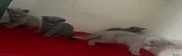 British Shorthair cats for sale: British sorthair - Advert 8