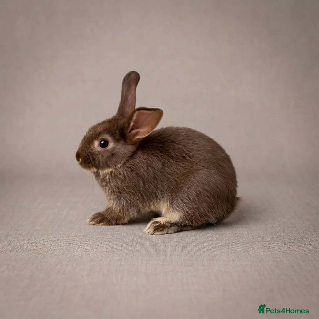 Mixed Breed rabbits for sale: Mixed breed in Brierley Hill - Advert 2