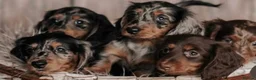 Miniature Dachshund dogs for stud: ✨BEETLEJUICE✨ MINI LONG HAIRED ✨KC - Advert 3