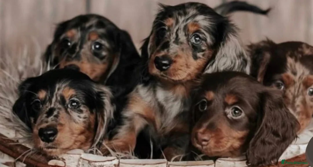 Miniature Dachshund dogs for stud: ✨BEETLEJUICE✨ MINI LONG HAIRED ✨KC - Advert 3