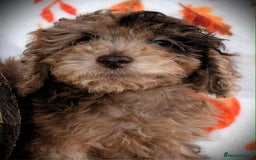 Cockapoo dogs for sale: Ready to go 10 October tiny toy cockapoos  - Image 10