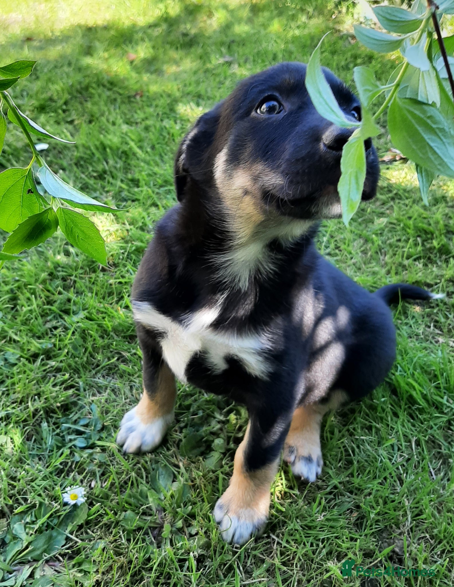 Mixed Breed dogs Collie × Kelpie pups near Cowbridge  - Advert 1