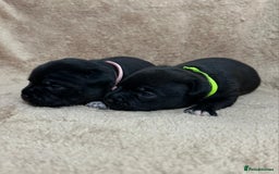 Staffordshire Bull Terrier dogs for sale: KC Staffordshire Bull Terrier Puppies 🖤 - Image 11