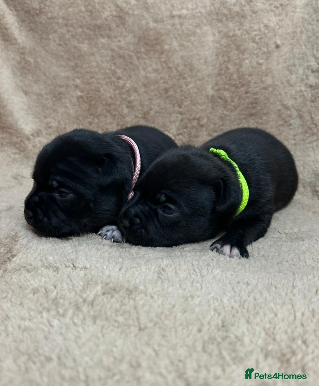Staffordshire Bull Terrier dogs for sale: KC Staffordshire Bull Terrier Puppies 🖤 - Image 11