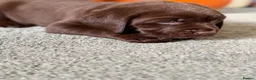 Labrador Retriever dogs for sale: Labrador chocolate silver puppies  - Advert 11