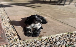 Cockapoo dogs for sale: F1 Cockapoo Puppy’s  - Image 13