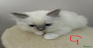 Ragdoll cats - Advert 8