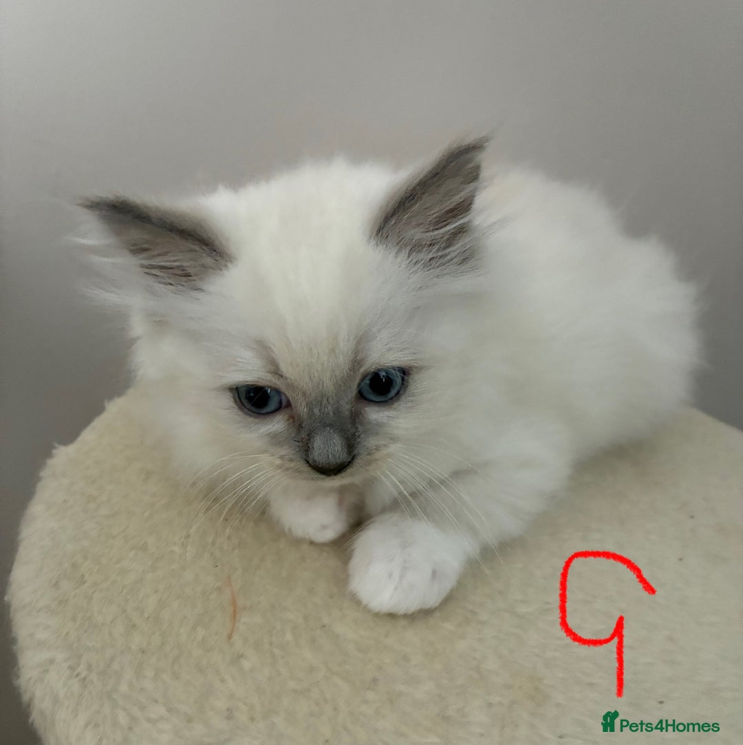 Ragdoll cats for sale: Pure Ragdoll Kittens *Ready for their new home* - Image 2