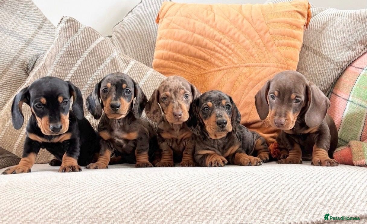 Dachshund dogs BEAUTIFUL MINI DACHSHUNDS PRA CLEAR & KC REG - Advert 1