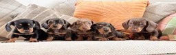 Dachshund dogs for sale: BEAUTIFUL MINI DACHSHUNDS PRA CLEAR & KC REG - Advert 28