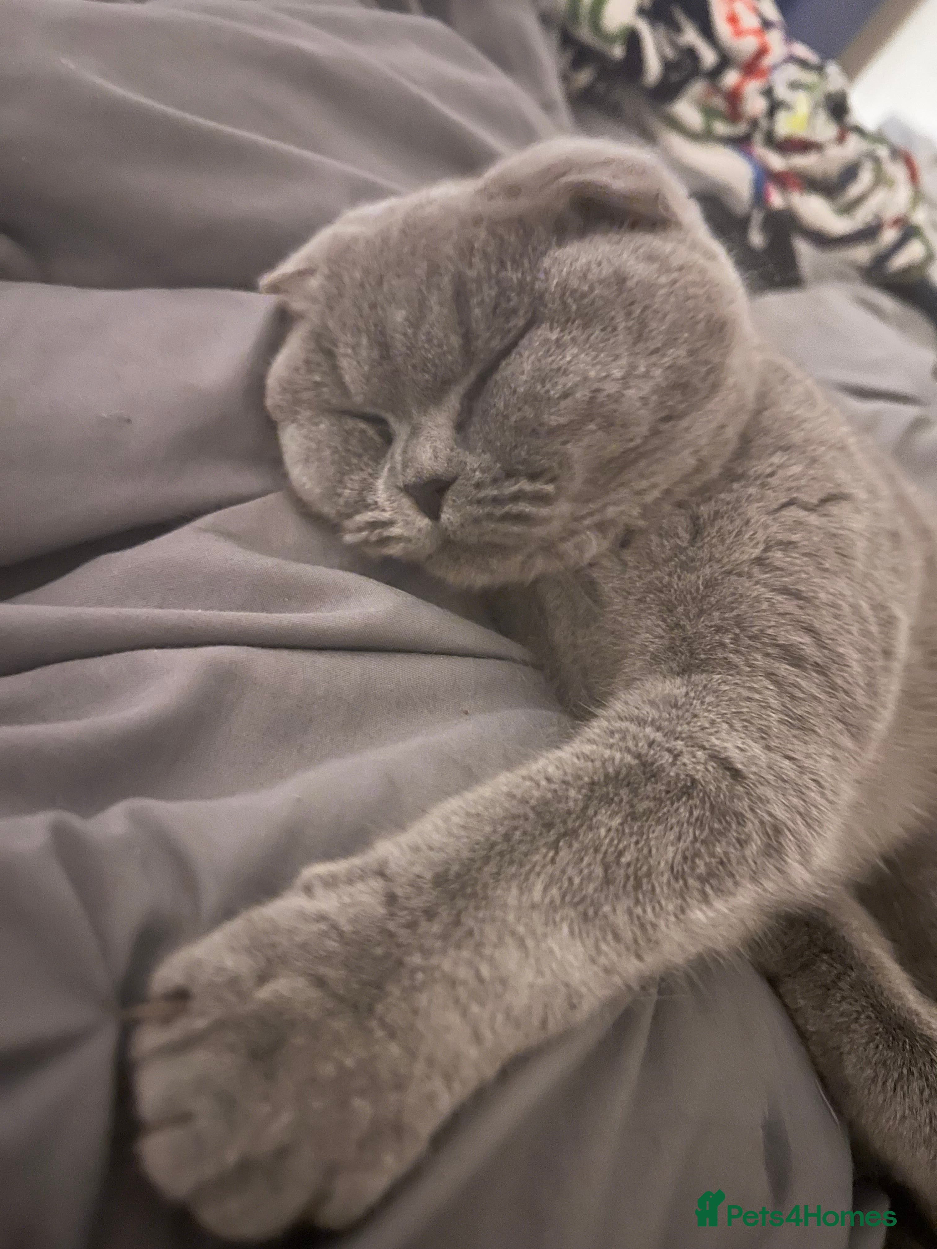 British Shorthair cats Looking for Stud service that can come to my queen - Advert 2