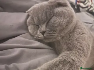 British Shorthair cats Looking for Stud service that can come to my queen - Advert 2