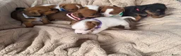 Jack Russell dogs for sale: stunning Jackrussel puppies - Advert 1