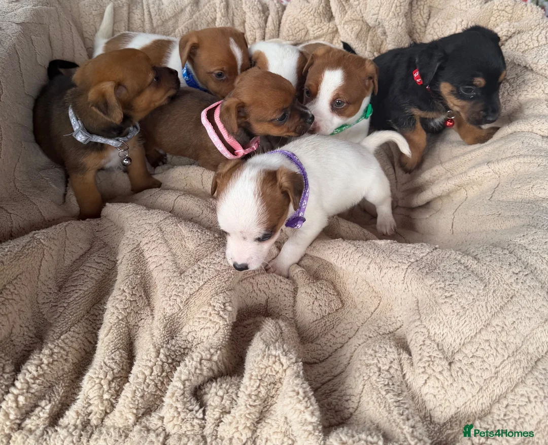Jack Russell dogs for sale: stunning Jackrussel puppies - Advert 1