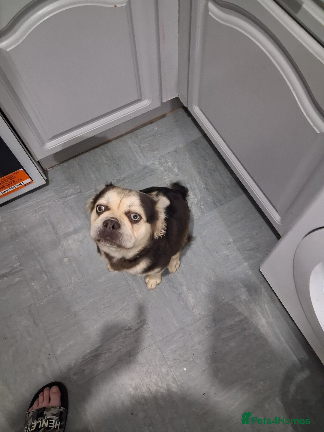 Frug dogs for sale: Puppy - Image 9