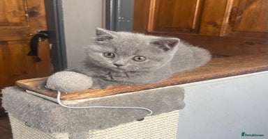 British Shorthair cats - Advert 15