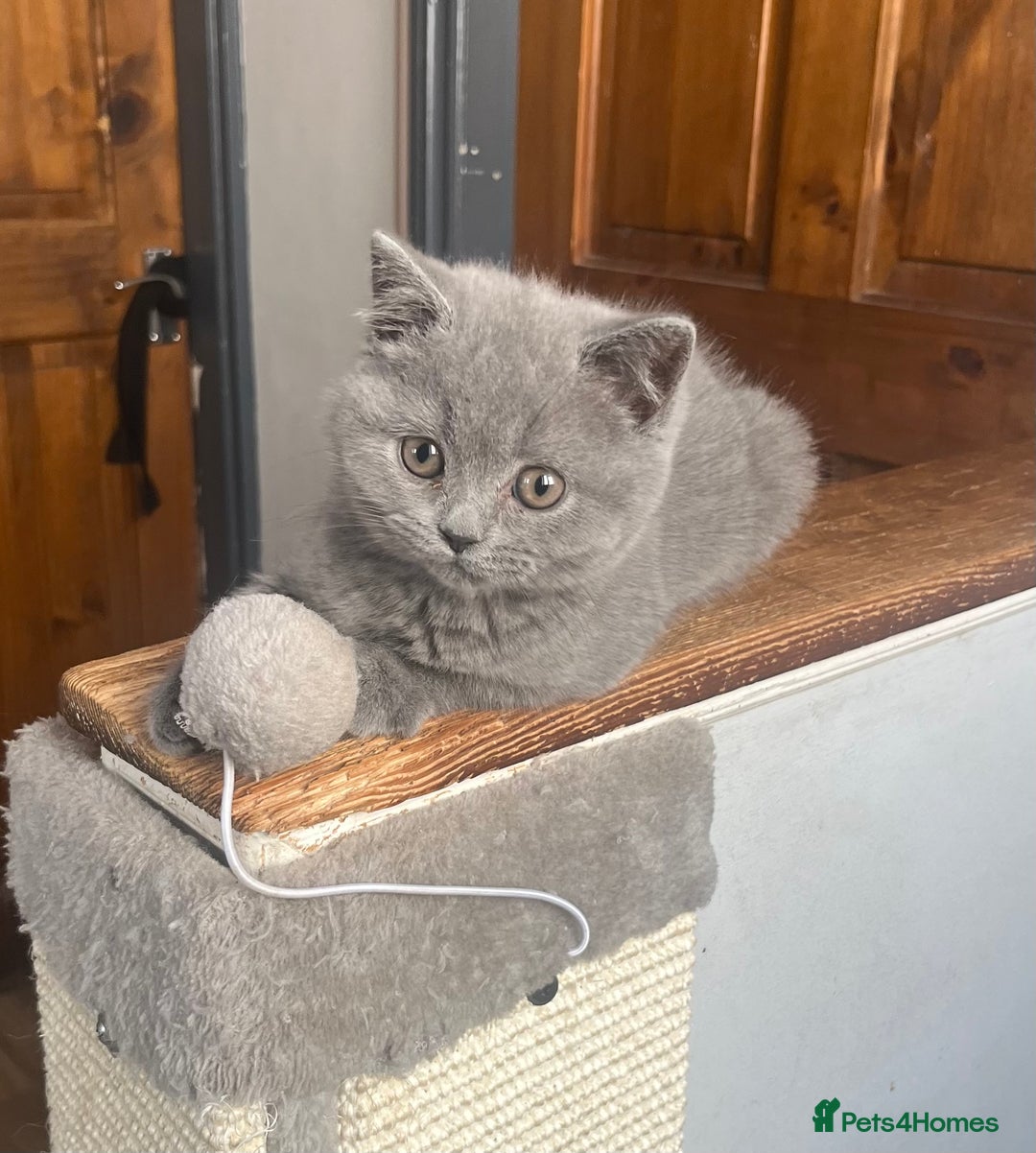 British Shorthair cats for sale: Very affectionate little girl heath tested BSH - Image 6