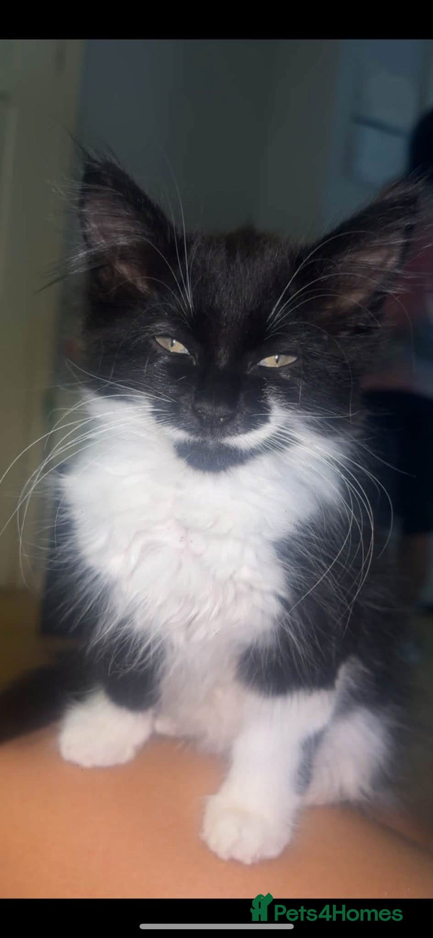Mixed Breed cats Looking for her forever home  - Advert 2