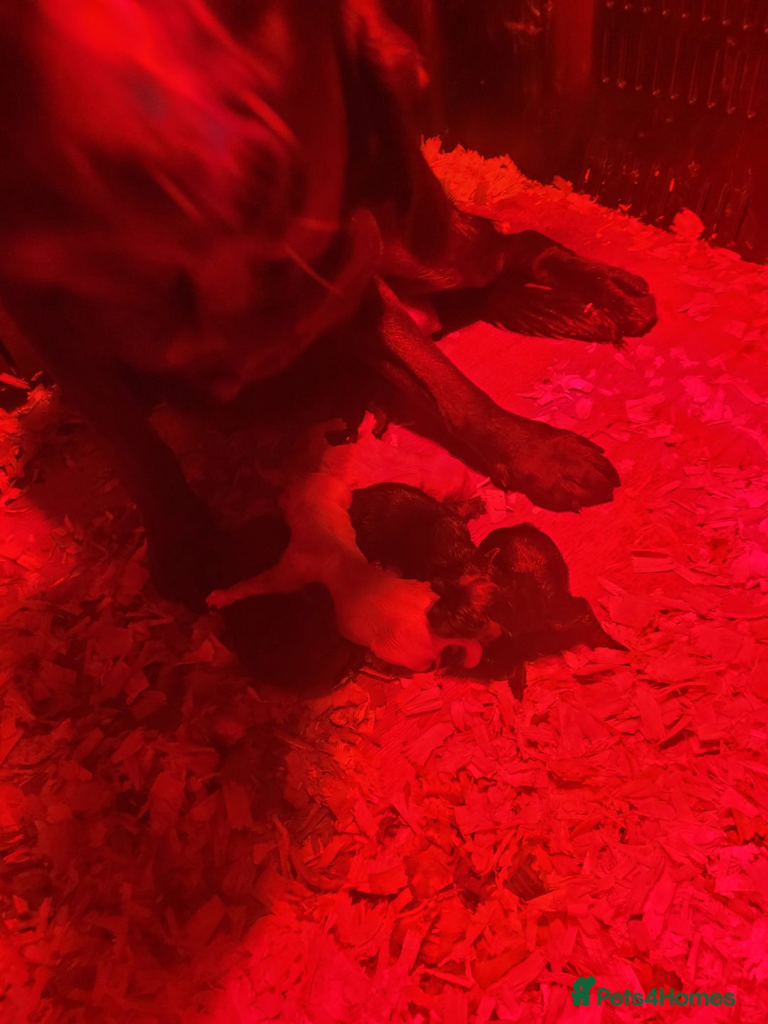 Labrador Retriever dogs for sale: Labrador puppies  - Advert 3