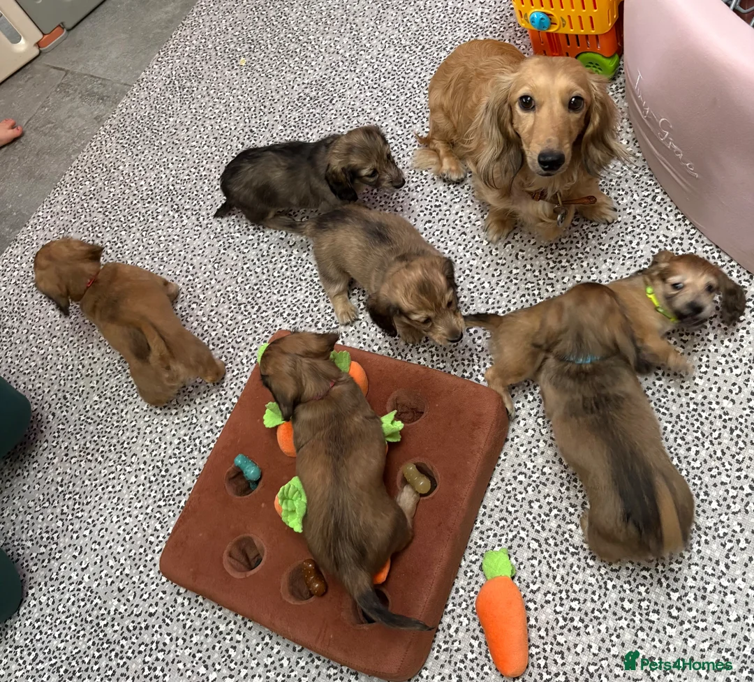 Miniature Dachshund dogs for sale: Family bred, longhaired miniature dachshund litter - Advert 11
