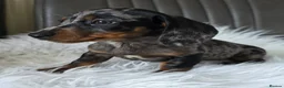 Miniature Dachshund dogs for sale: KC reg, mini daxi. 5* licensed - Advert 3