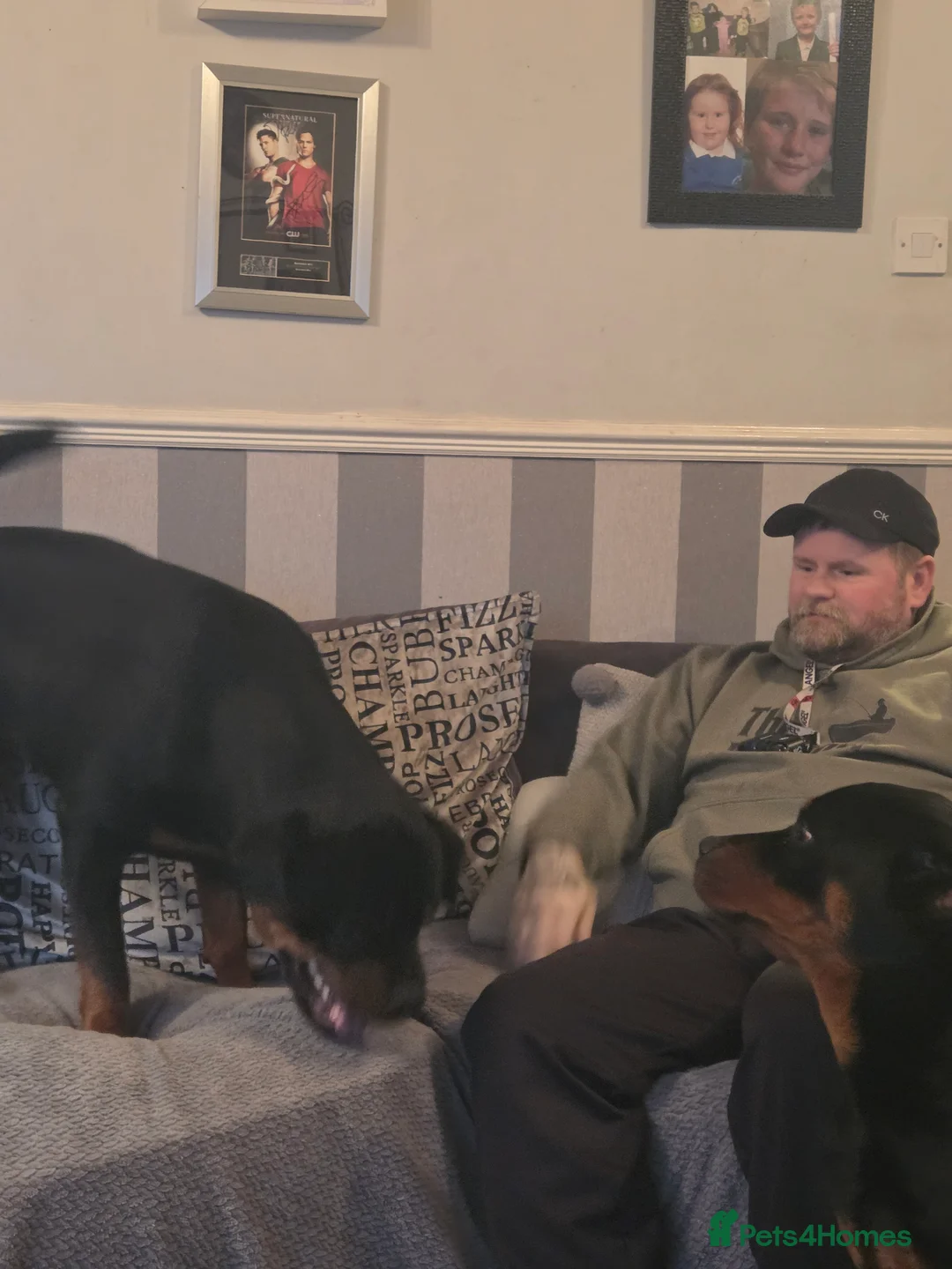 Rottweiler dogs for sale: Stunning ruby  - Advert 4
