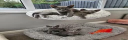 Russian Blue cats for sale: GCCF REGISTERED RUSSIAN BLUE KITTENS  - Advert 28