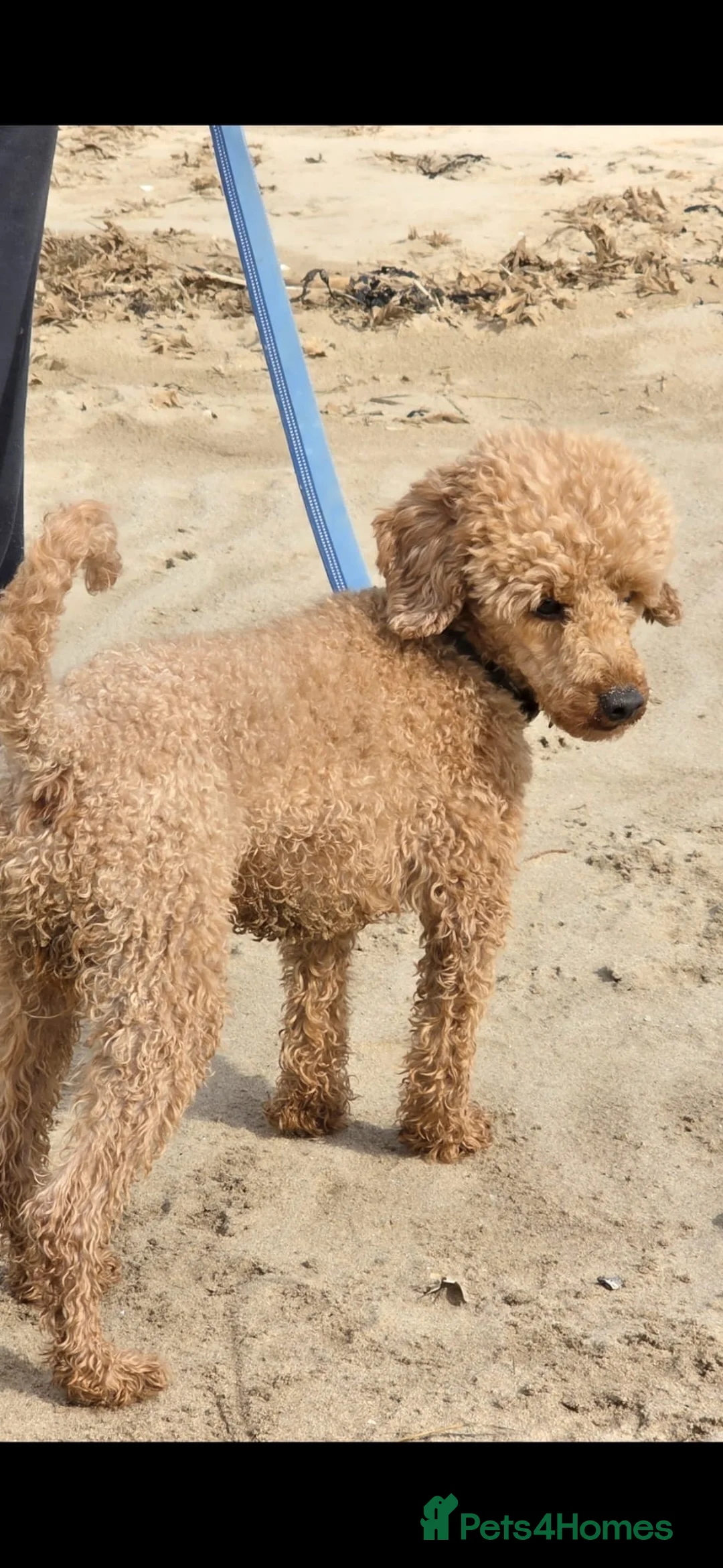 Maltipoo dogs for sale: Adorable F1 Maltipoo Puppies  - Advert 2