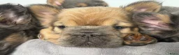 French Bulldog dogs for sale: Fluffy French Bulldog Puppies  - Advert 22