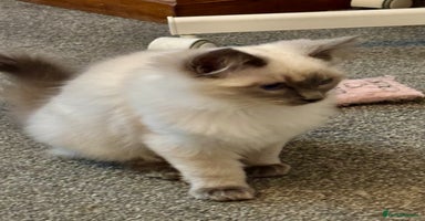 Ragdoll cats - Advert 6