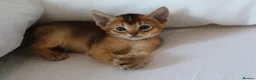 Abyssinian cats for sale: Abyssinian X (Abyssinian X) - Advert 2