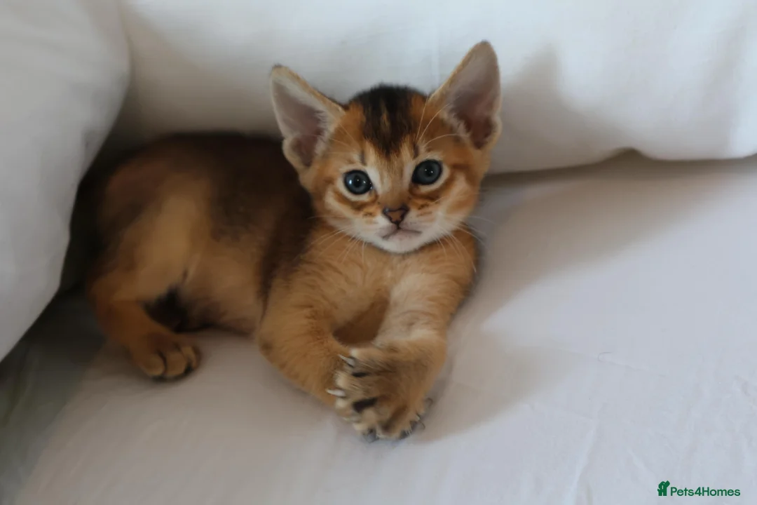 Abyssinian cats for sale: Abyssinian X (Abyssinian X) - Advert 2
