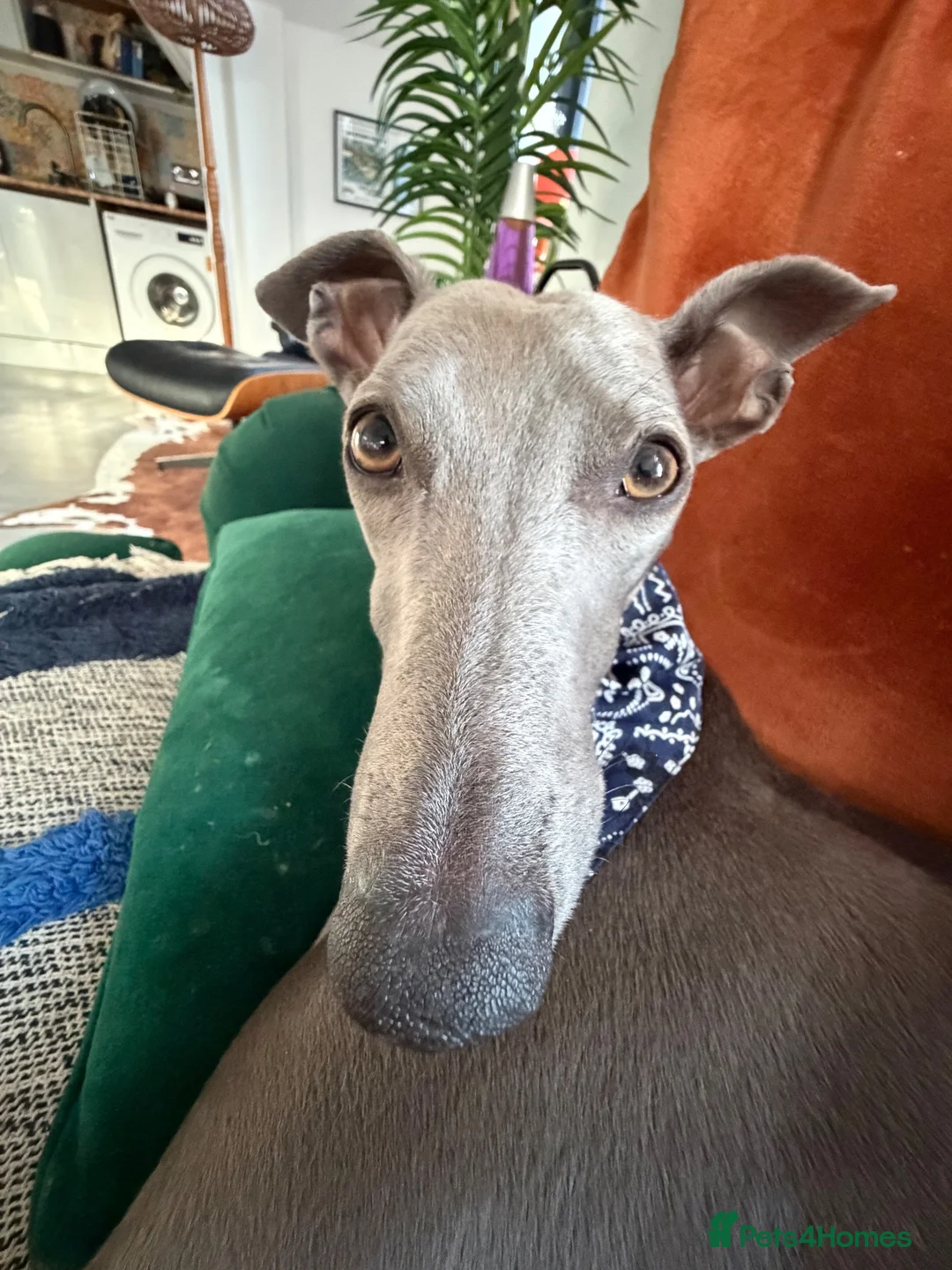 Whippet dogs for sale: Beautiful 2-Year-Old Whippet ❤️ in Kettering - Advert 3