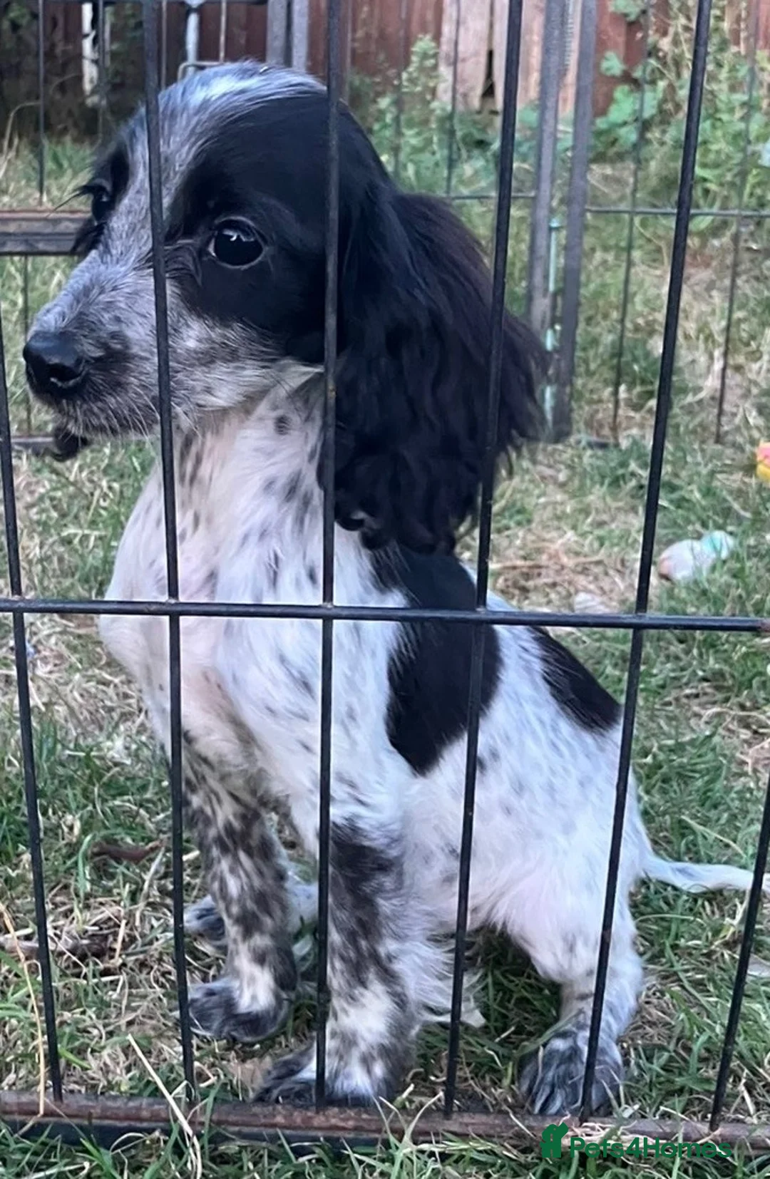 Cocker Spaniel dogs for sale: Cocker Spaniel Puppies 2girl/2boys   - Advert 2