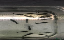 Shrimps fish for sale: freshwater shrimp in assorted colors  - Image 15