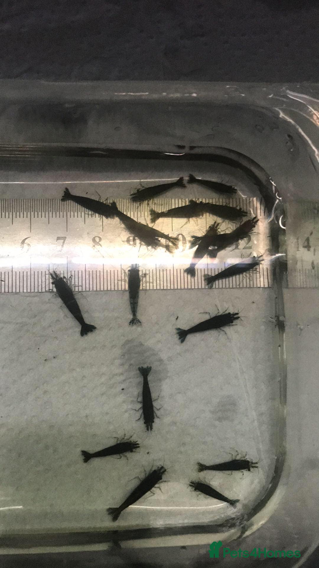 Shrimps fish for sale: freshwater shrimp in assorted colors  - Image 15