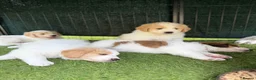 Mixed Breed dogs for sale: Golden Doodle X Pyrenees Puppies Ready next week.  - Advert 17