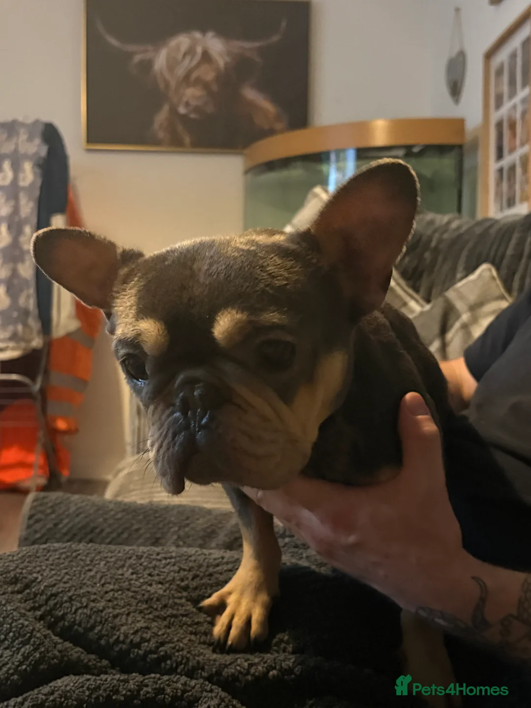 French Bulldog dogs for sale: Little angel frenchie sadly needing a new home - Advert 1