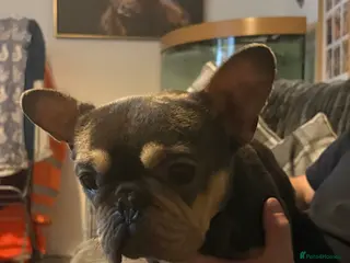French Bulldog dogs Little angel frenchie sadly needing a new home - Advert 2