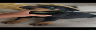 Rottweiler Puppy 3
