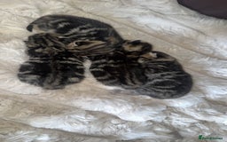 British Shorthair cats for sale: British short hair kittens  - Image 4