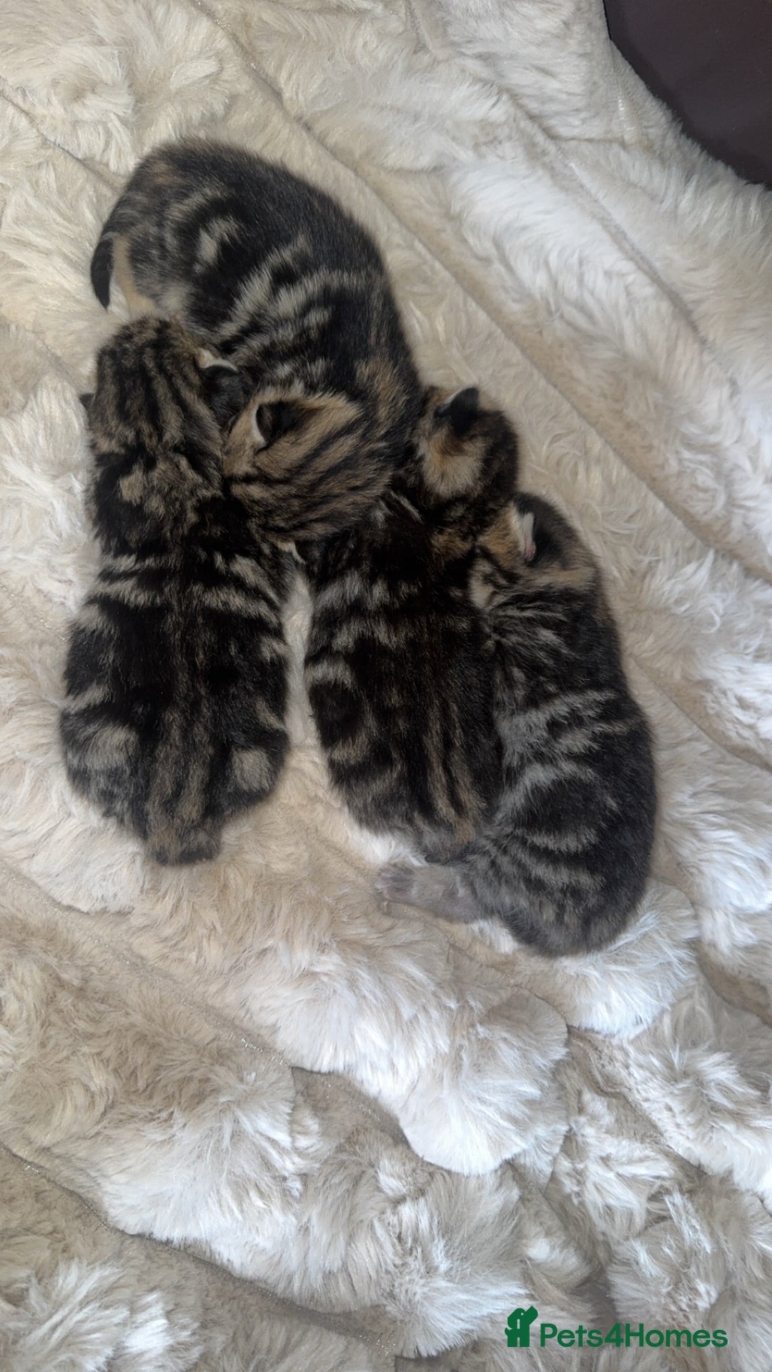 British Shorthair cats for sale: British short hair kittens  - Image 4