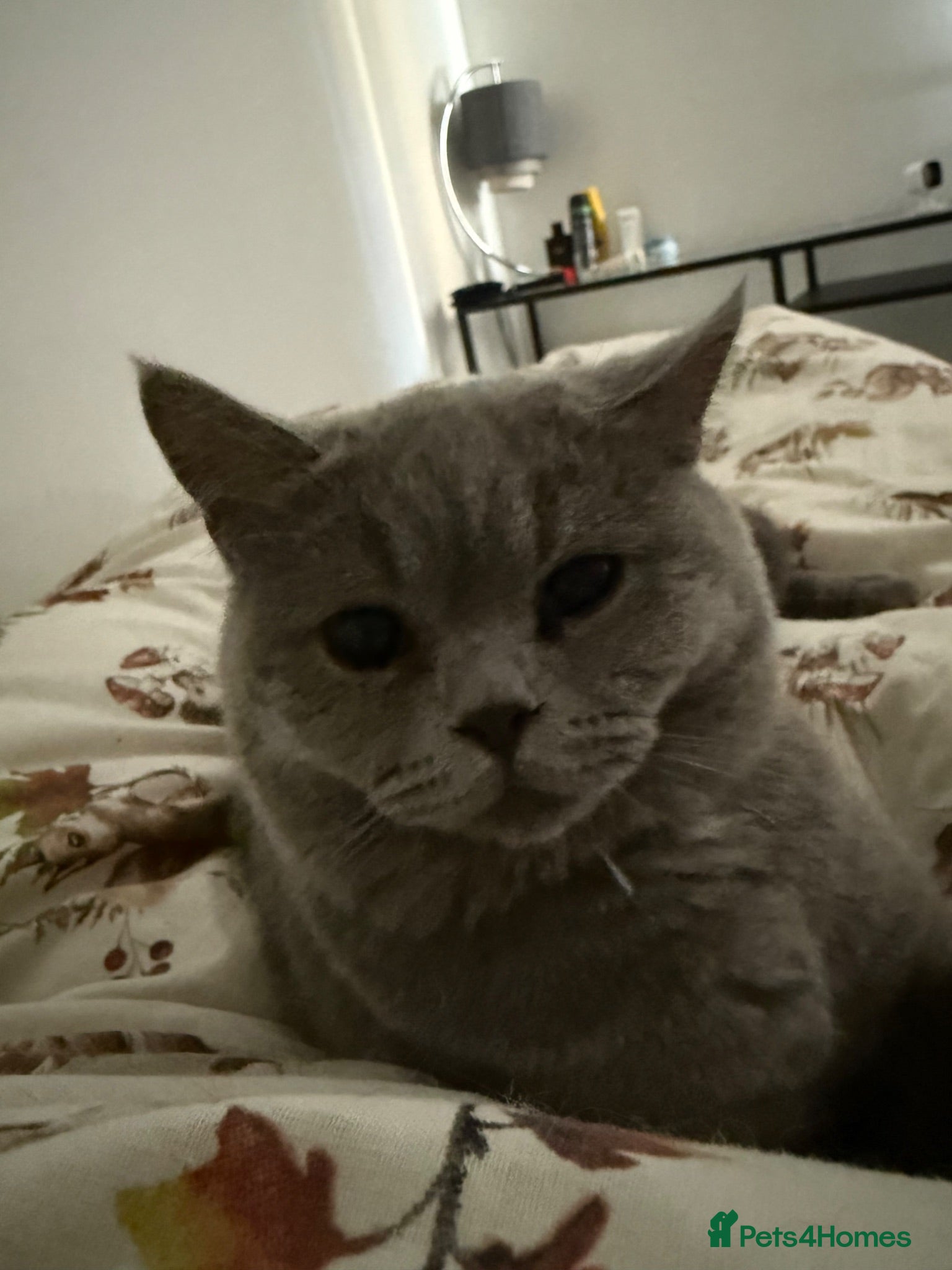 British Shorthair cats 🐾 GCCF Registered Blue British Shorthair Stud - Advert 2