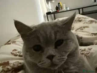 British Shorthair cats 🐾 GCCF Registered Blue British Shorthair Stud - Advert 2